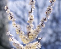 Spring Blossoms