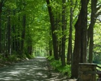 Country lane in Spring