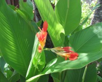 summer garden