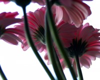 Bouquet pic 2 daisies