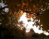 Fall-Piper.1