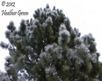 pine-tree