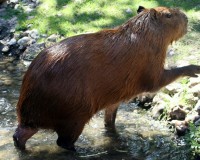 Beaver.Christie