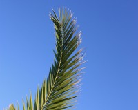 Palm Sunday.Stampede