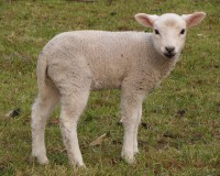 Passoverlamb