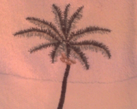 palm-tree - Heather