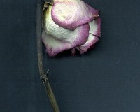 Lavender Rose