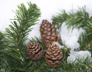 snowy pine cones