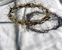 crown of thorns