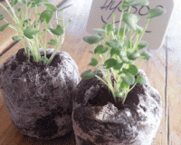 hyssop-pic-2