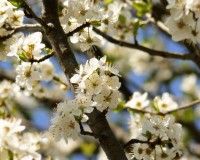cherry blossoms