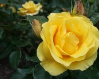 yellow rose