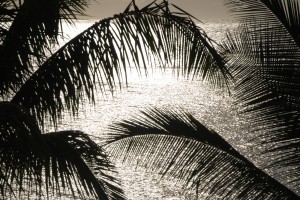 Silver Palm sunset