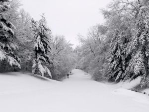 Winter Scene 1