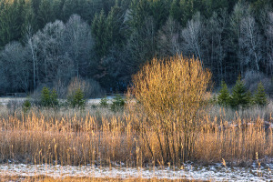 Stripe of Sunlight in Winter Landscape