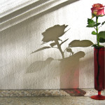 rose and shadow