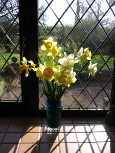 daffodils-1-1484511-639x852